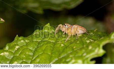 Adult Jumping Spider