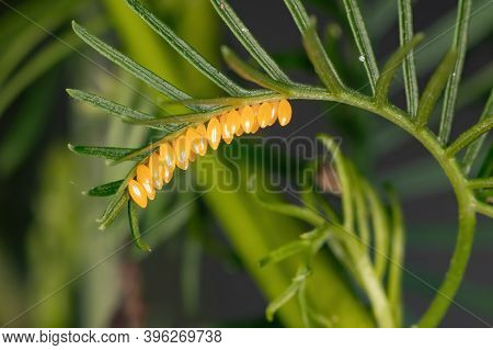 Lady Beetle Eggs Of The Family Coccinellidae