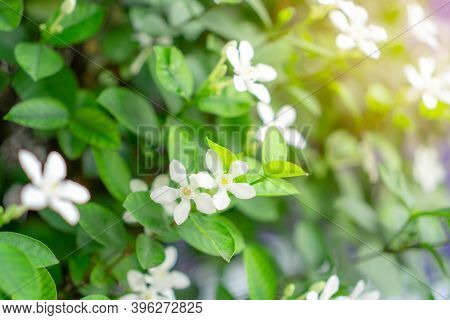 Beautiful Green Leaves Bush And Petite Starry Pure White Petals Of Snowflake Fragrant Flower Bloomin