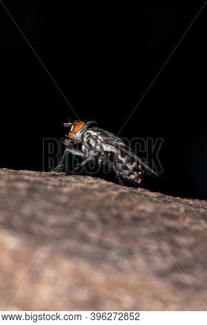 Flesh Fly Of The Family Sarcophagidae In Macro View