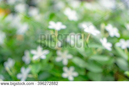 Abstract Image From Greenery Leaf Nature, Bokeh Photo Of Fresh Soft White Flower Blooming On Green L
