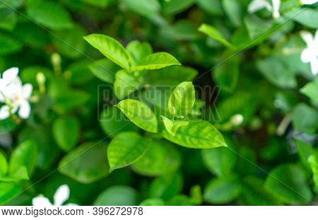 Fresh Young Bud Soft Green Leaves Blossom On Natural Greenery Plant And White Flower Blurred Backgro