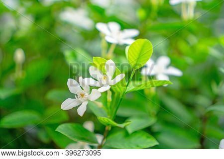 Beautiful Petite Starry Pure White Petals Of Snowflake Fragrant Flower Blooming On Green Leaves Bush
