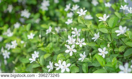Beautiful Green Leaves Bush And Petite Starry Pure White Petals Of Snowflake Fragrant Flower Bloomin
