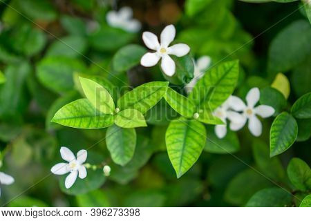 Fresh Young Bud Soft Green Leaves Blossom On Natural Greenery Plant And White Flower Blurred Backgro