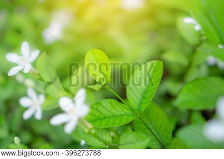 Fresh Young Bud Soft Green Leaves Blossom On Natural Greenery Plant And White Flower Blurred Backgro