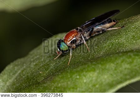 Soldier Fly Of The Genus Sargus In Macro View
