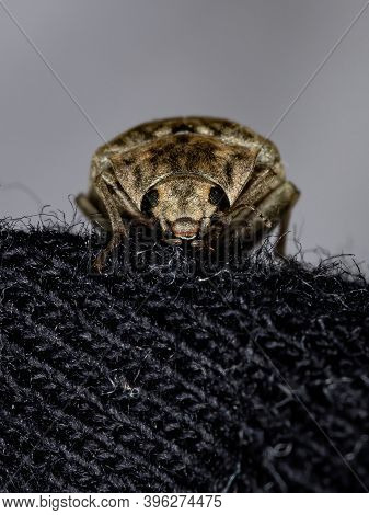 Darkling Beetle Of The Tribe Epitragini In Macro View