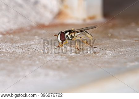Hover Fly Of The Tribe Syrphini In Macro View