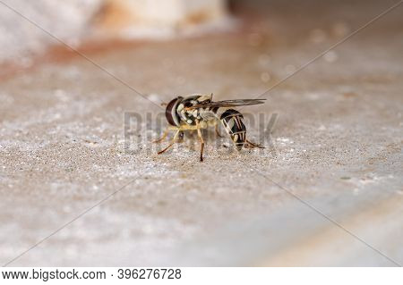 Hover Fly Of The Tribe Syrphini In Macro View