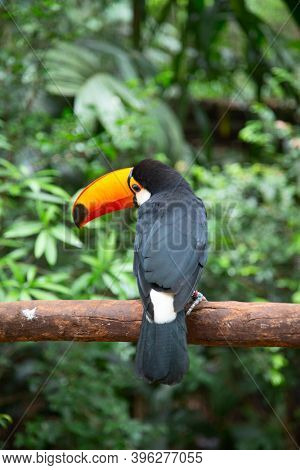 Colorful tucan in the wild