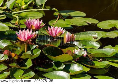 Pink Lotuses Bloom On An Ornamental Pond In The Garden. Lotus Flower Marliacea Rosea Or Pink Water L