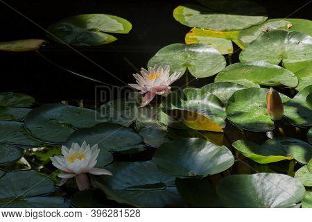 Pink Lotuses Bloom On An Ornamental Pond In The Garden. Lotus Flower Marliacea Rosea Or Pink Water L