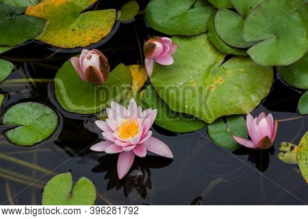 Pink Lotuses Bloom On An Ornamental Pond In The Garden. Lotus Flower Marliacea Rosea Or Pink Water L