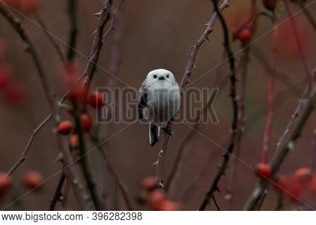 Long-tailed Tit (aegithalos Caudatus) Sitting On A Branch In The Autumn Forest. Cute Tiny White Song
