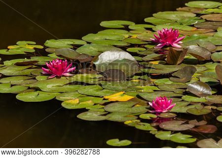 Pink Lotuses Bloom On An Ornamental Pond In The Garden. Lotus Flower Marliacea Rosea Or Pink Water L