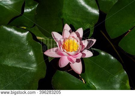 Pink Lotuses Bloom On An Ornamental Pond In The Garden. Lotus Flower Marliacea Rosea Or Pink Water L