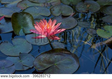 Pink Lotuses Bloom On An Ornamental Pond In The Garden. Lotus Flower Marliacea Rosea Or Pink Water L
