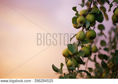 Fruit Of A Pear Tree On A Branch Against A Stormy Sky