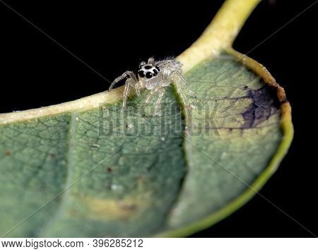 Small Jumping Spider