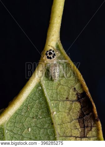 Small Jumping Spider