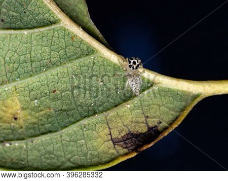 Small Jumping Spider