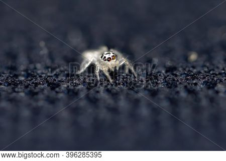 Small Jumping Spider