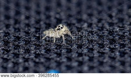 Small Jumping Spider