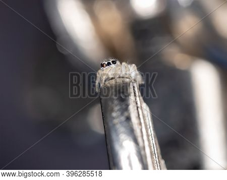Small Jumping Spider