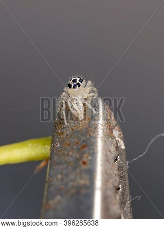 Small Jumping Spider
