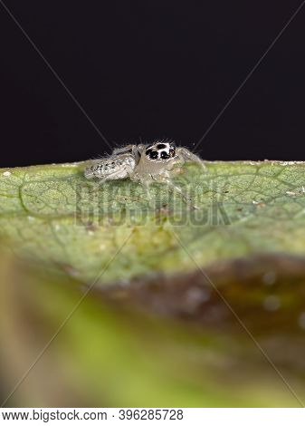Small Jumping Spider