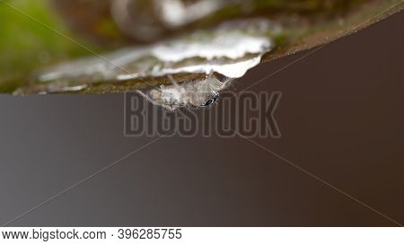 Small Jumping Spider