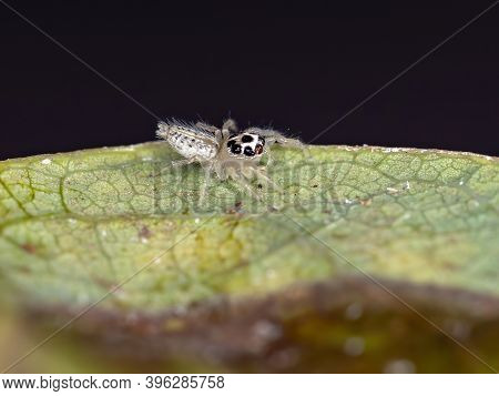 Small Jumping Spider