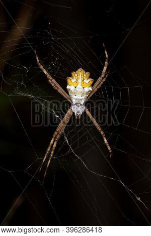 Silver Garden Orbweaver Of The Species Argiope Argentata
