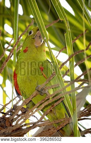 White-eyed Parakeet Of The Species Psittacara Leucophthalmus