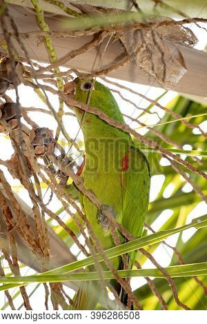 White-eyed Parakeet Of The Species Psittacara Leucophthalmus