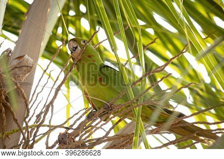 White-eyed Parakeet Of The Species Psittacara Leucophthalmus