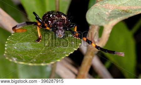 Typical Longhorn Beetle