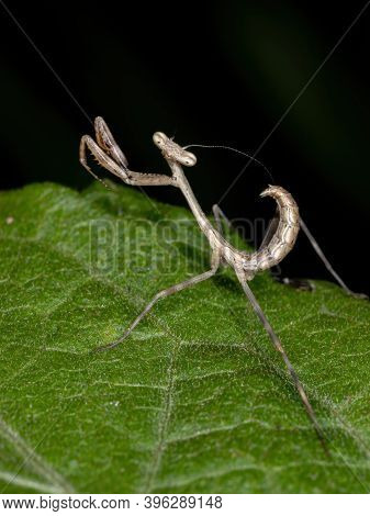 Brazilian Mantid Of The Family Mantidae In A Leaf