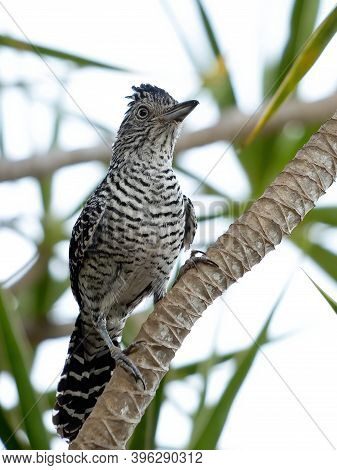 Brazilian Male Barred Antshrike