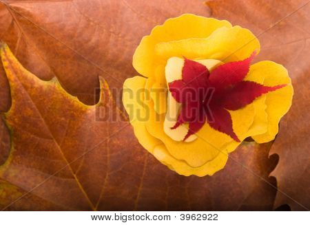 Fondo de otoño de arce y Gingko Biloba hojas