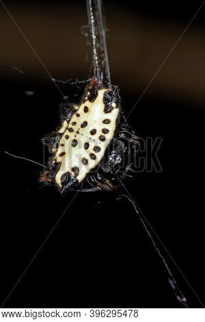 Spinybacked Orbweaver Of The Species Gasteracantha Cancriformis