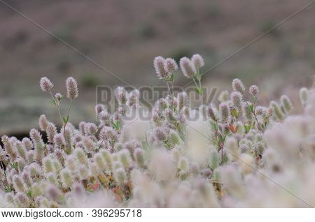 Flowers Of Hares-foot Clovers Trifolium Arvense. Llano De Las Brujas. Natural Reserve Of Inagua. Tej