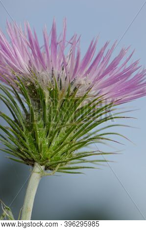 Flower Of A Purple Milk Thistle Galactites Tomentosa. Integral Natural Reserve Of Inagua. Tejeda. Gr