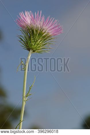 Flower Of A Purple Milk Thistle Galactites Tomentosa. Integral Natural Reserve Of Inagua. Tejeda. Gr