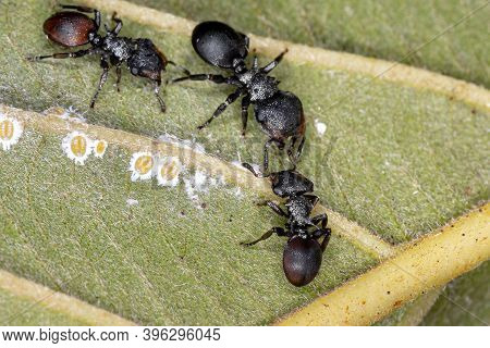 Turtle Ant Of The Genus Cephalotes In Macro View