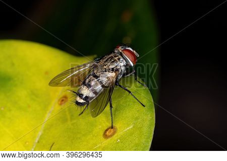 Satellite Fly Of The Subfamily Miltogramminae In Macro View