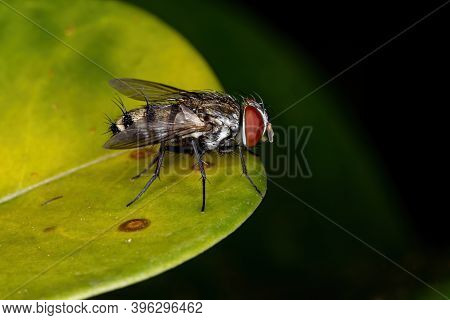 Satellite Fly Of The Subfamily Miltogramminae In Macro View