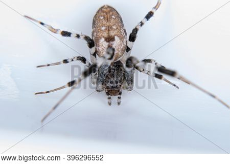Ninja-star Ceiling Spider