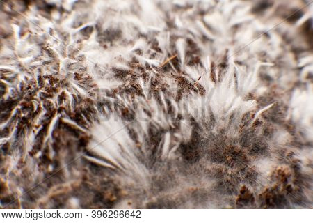 Mycelium Filaments On Coconut Fiber Mycelium. Grow Magic Mushroom.